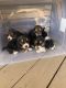 Beagle Puppies for sale in Enid, OK, USA. price: $400