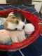 Beagle Puppies for sale in Kalkaji Extension, Block A 9, Tughlakabad Extension, Kalkaji, New Delhi, Delhi 110019, India. price: 10000 INR