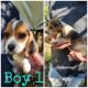 Beagle Puppies for sale in Sylva, NC 28779, USA. price: NA