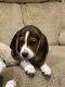 Beagle Puppies for sale in 209 Jeans Way, Hendersonville, NC 28792, USA. price: NA