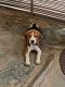 Beagle Puppies for sale in Alwal, Secunderabad, Telangana, India. price: NA