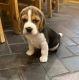 Beagle Puppies for sale in New York, NY, USA. price: $400
