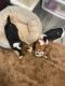 Beagle Puppies for sale in New York, NY, USA. price: $600