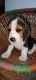 Beagle Puppies for sale in IP Ext, I.P.Extension, Patparganj, Delhi, 110092, India. price: 11000 INR