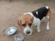 Beagle Puppies for sale in Jaipur, Rajasthan, India. price: 20000 INR