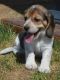 Beagle Puppies for sale in Sacramento, CA, USA. price: $500