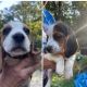 Beagle Puppies for sale in NJ-47, Franklin, NJ, USA. price: $700
