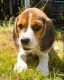 Beagle Puppies for sale in Wichita, KS, USA. price: $800
