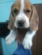 Beagle Puppies for sale in Lalbagh, Lucknow, Uttar Pradesh 226001, India. price: 6000 INR