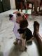 Beagle Puppies for sale in Kothapet, Hyderabad, Telangana, India. price: 15000 INR