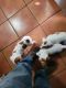 Beagle Puppies for sale in Corpus Christi, TX, USA. price: NA