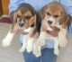 Beagle Puppies for sale in Lucknow, Uttar Pradesh, India. price: 1316 INR
