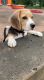 Beagle Puppies for sale in Pernem, Goa 403512, India. price: 15000 INR