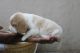 Beagle Puppies for sale in Lingarajapuram Rd, BDA Layout, Lingarajapuram, Bengaluru, Karnataka 560084, India. price: 1518 INR