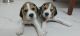 Beagle Puppies for sale in Ernakulam, Kerala, India. price: 15000 INR
