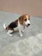 Beagle Puppies for sale in Bharatpur, Rajasthan, India. price: 20000 INR
