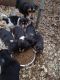 Beagle Puppies for sale in Taylorsville, NC 28681, USA. price: $100