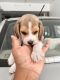 Beagle Puppies for sale in Viram Khand 5, Gomti Nagar, Lucknow, Uttar Pradesh 226010, India. price: 8000 INR