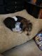 Beagle Puppies for sale in Silver Spring, PA 17050, USA. price: $650