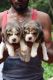 Beagle Puppies for sale in Ashok Nagar, Chennai, Tamil Nadu, India. price: 18999 INR