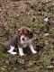 Beagle Puppies for sale in Ludowici, GA 31316, USA. price: NA