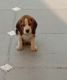 Beagle Puppies for sale in Rupnagar, Punjab 140001, India. price: 6000 INR