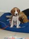 Beagle Puppies for sale in Chanakyapuri, New Delhi, Delhi, India. price: 10000 INR