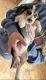 Beagle Puppies for sale in Kalamazoo, MI, USA. price: $650