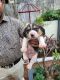 Beagle Puppies for sale in Kakinada, Andhra Pradesh, India. price: 20000 INR