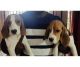 Beagle Puppies for sale in Secunderabad Clock Tower, St Marys Rd, Kummari Guda, Shivaji Nagar, Secunderabad, Telangana 500003, India. price: 18000 INR