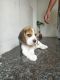 Beagle Puppies for sale in Kidangoor, Kerala, India. price: 22000 INR