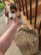 Beagle Puppies for sale in Sterling Heights, MI 48310, USA. price: $200