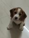 Beagle Puppies for sale in Bengaluru, Karnataka, India. price: 35000 INR