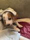 Beagle Puppies for sale in Myrtle Beach, SC, USA. price: $700