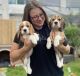 Beagle Puppies for sale in Kent, WA, USA. price: $600
