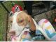 Beagle Puppies for sale in Trenton, IL 62293, USA. price: NA