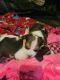 Beagle Puppies for sale in San Antonio, TX 78249, USA. price: $800