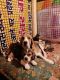 Beagle Puppies for sale in Lucknow, Uttar Pradesh, India. price: 12000 INR