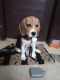 Beagle Puppies for sale in Vasundhara, Ghaziabad, Uttar Pradesh, India. price: 20000 INR
