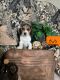 Beagle Puppies for sale in Fort Wayne, IN, USA. price: $250