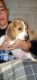 Beagle Puppies for sale in Colorado Springs, CO, USA. price: $400