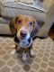 Beagle Puppies for sale in LIBERTY TNSP, OH 45050, USA. price: NA