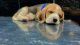 Beagle Puppies for sale in Bulandshahr, Uttar Pradesh 203001, India. price: 20000 INR