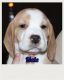 Beagle Puppies for sale in Omaha, AR 72662, USA. price: NA