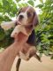 Beagle Puppies for sale in Jaipur, Rajasthan, India. price: 8000 INR