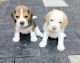 Beagle Puppies for sale in Thiruvananthapuram, Kerala, India. price: 18000 INR