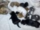 Beagle Puppies for sale in Arlington, TX, USA. price: NA