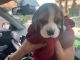 Beagle Puppies for sale in Chandigarh, India. price: 13500 INR