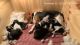 Beagle Puppies for sale in Union, NJ, USA. price: NA