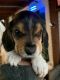 Beagle Puppies for sale in Union, NJ, USA. price: NA
